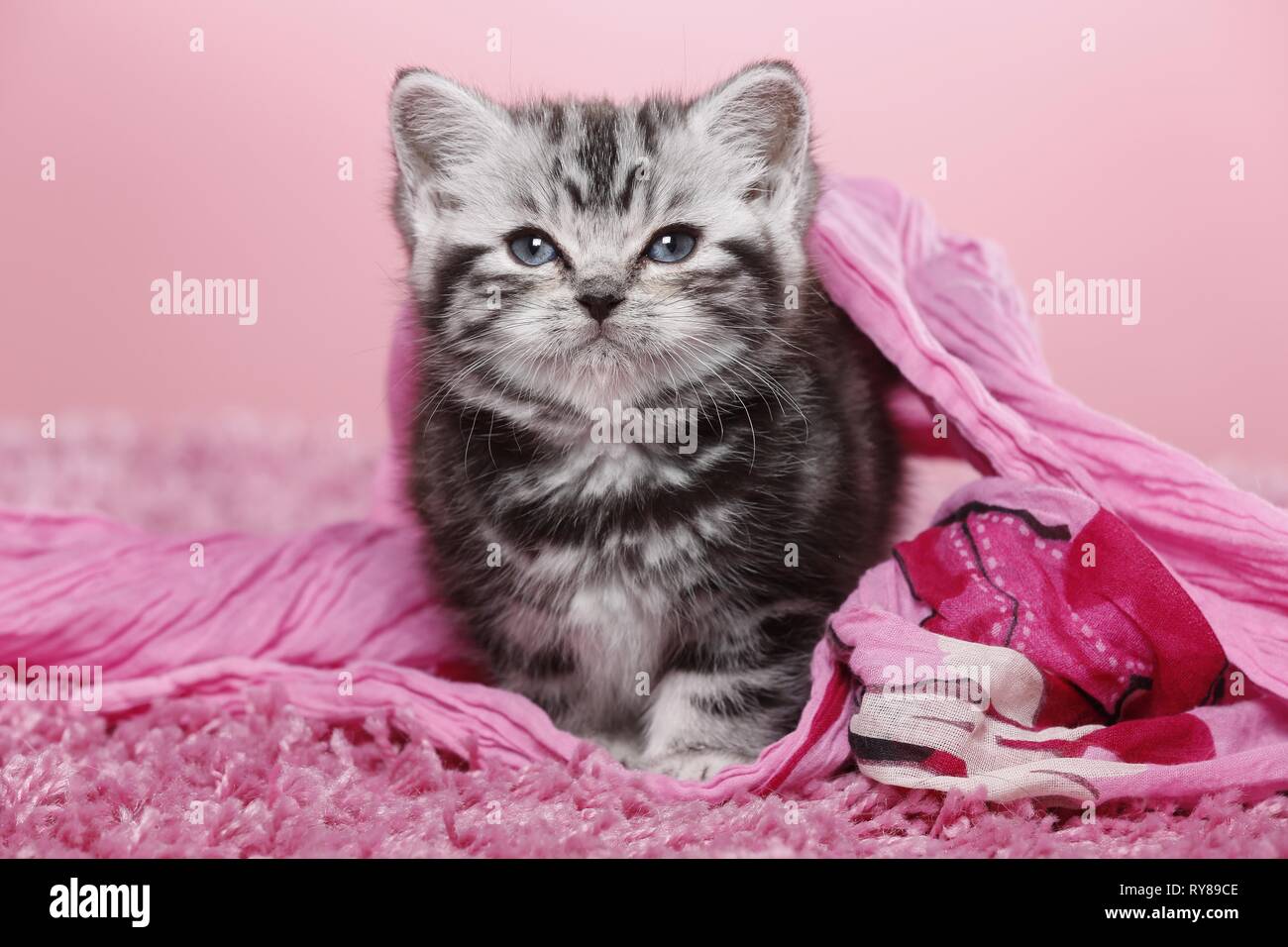 British Shorthair Kitten Stock Photo Alamy