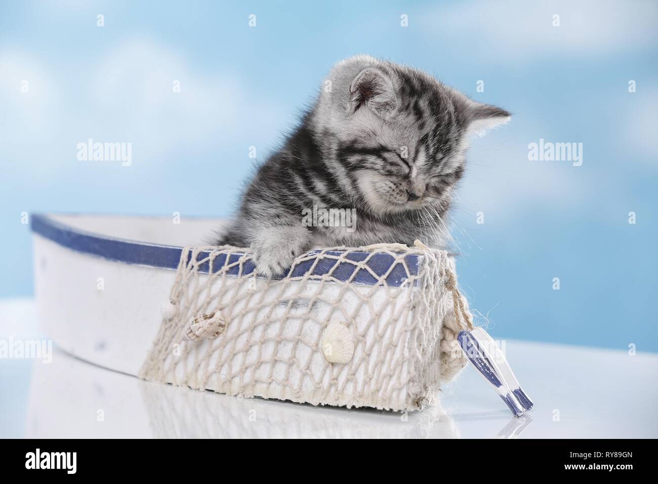 British Shorthair Kitten Stock Photo