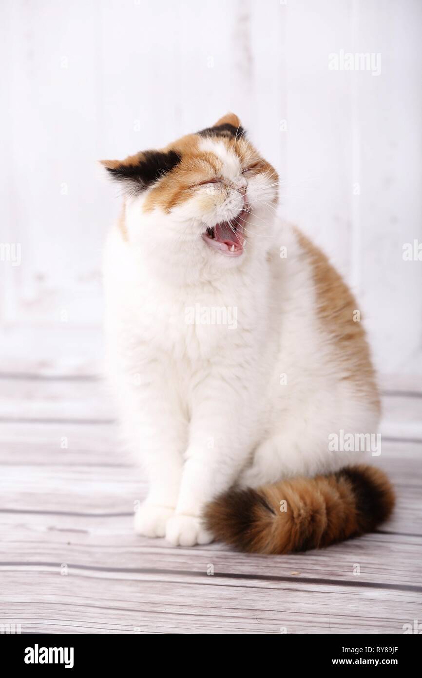 yawning Exotic Shorthair Stock Photo