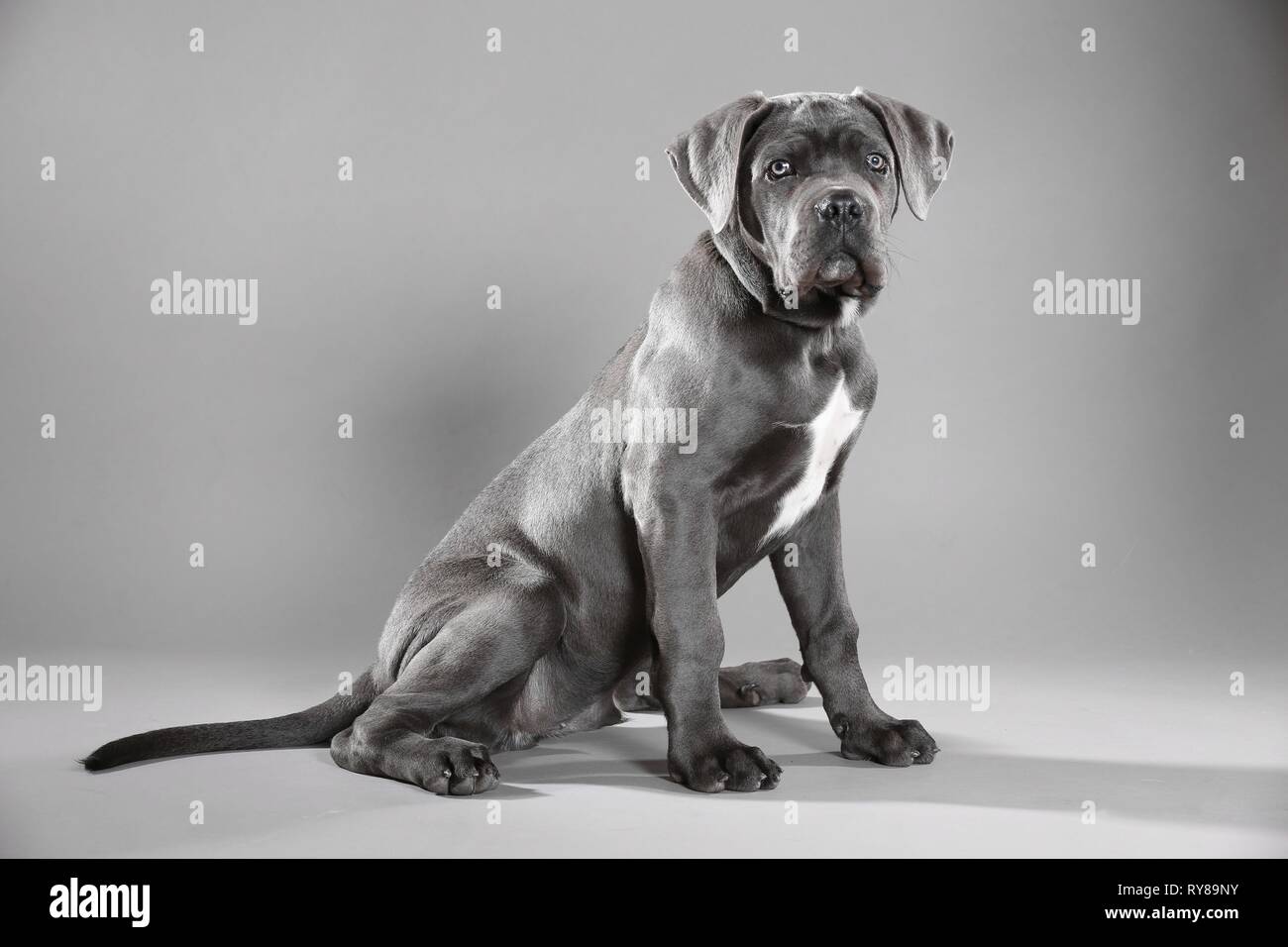 young Cane Corso Stock Photo Alamy