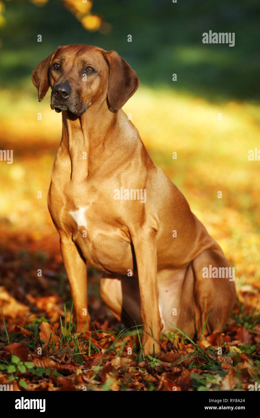 Sitting African Rhodesian Ridgeback sitting Rhodesian Ridgeback Stock Photo - Alamy