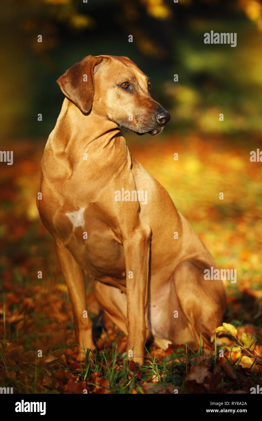 Sitting African Rhodesian Ridgeback sitting Rhodesian Ridgeback Stock Photo - Alamy