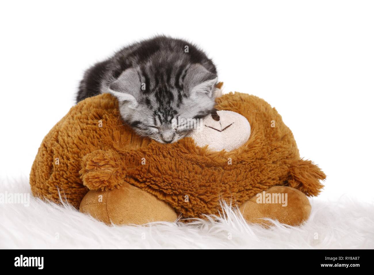 British Shorthair Kitten Stock Photo 240514183 Alamy