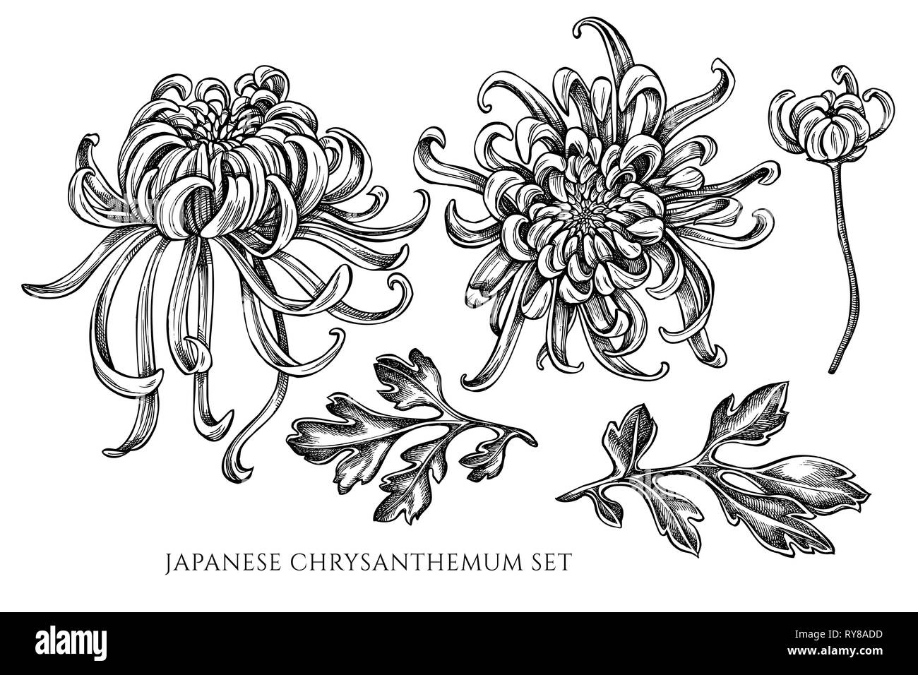 Vector collection of hand drawn black and white japanese chrysanthemum