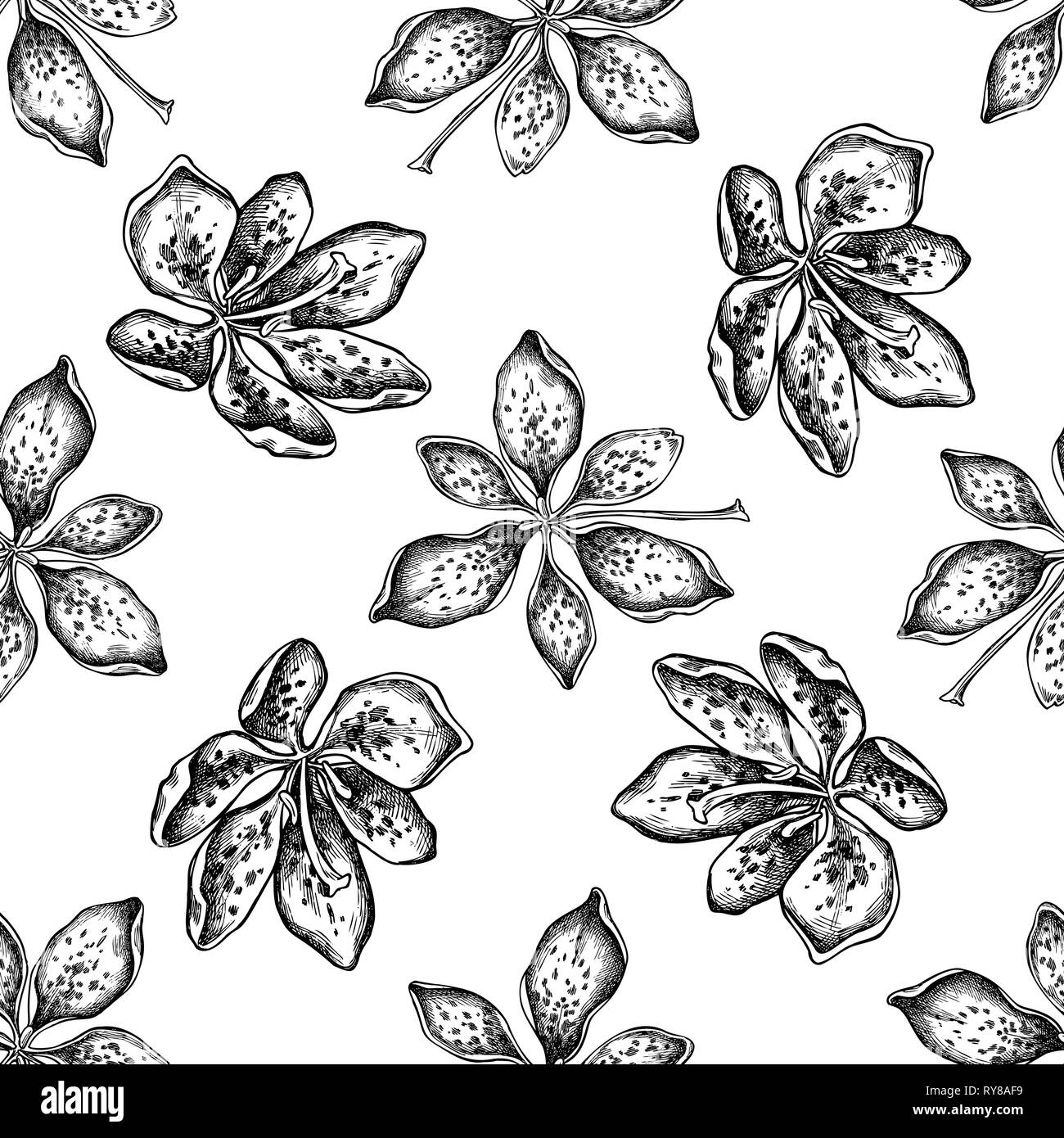 Seamless pattern with black and white blackberry lily Stock Vector