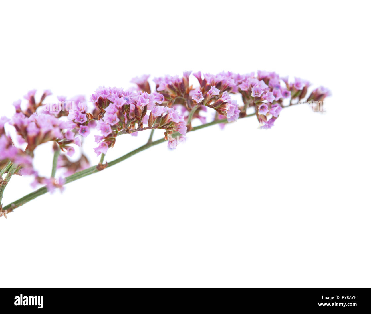 flora of Gran Canaria - Limonium isolated on white background Stock Photo
