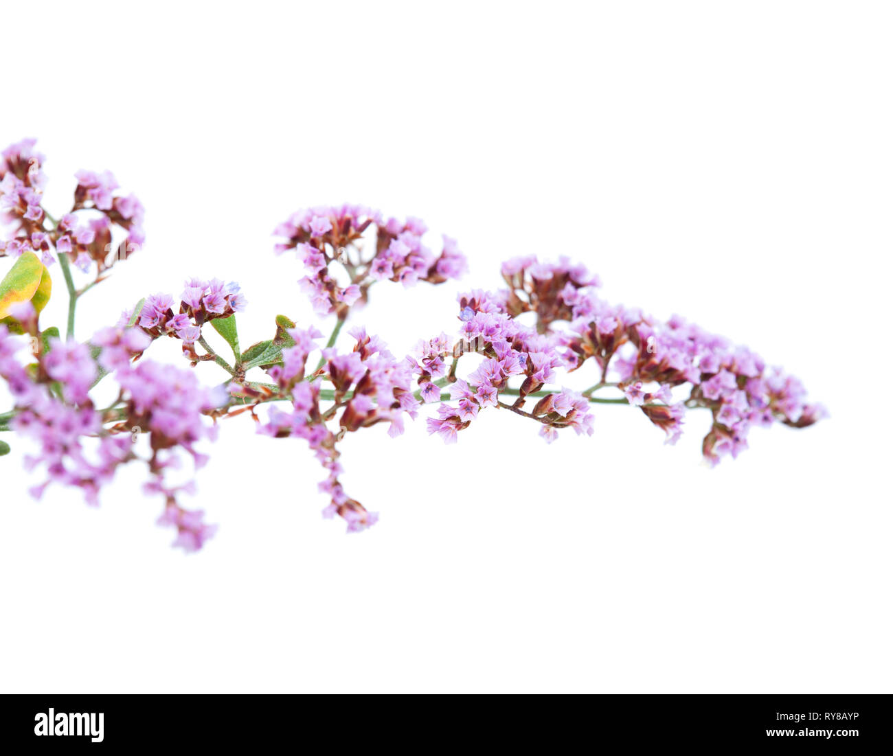 flora of Gran Canaria - Limonium isolated on white background Stock Photo