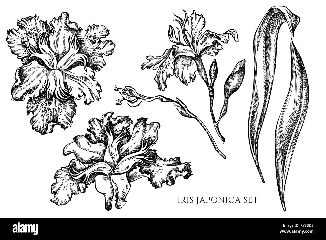 Vector collection of hand drawn black and white iris japonica Stock Vector