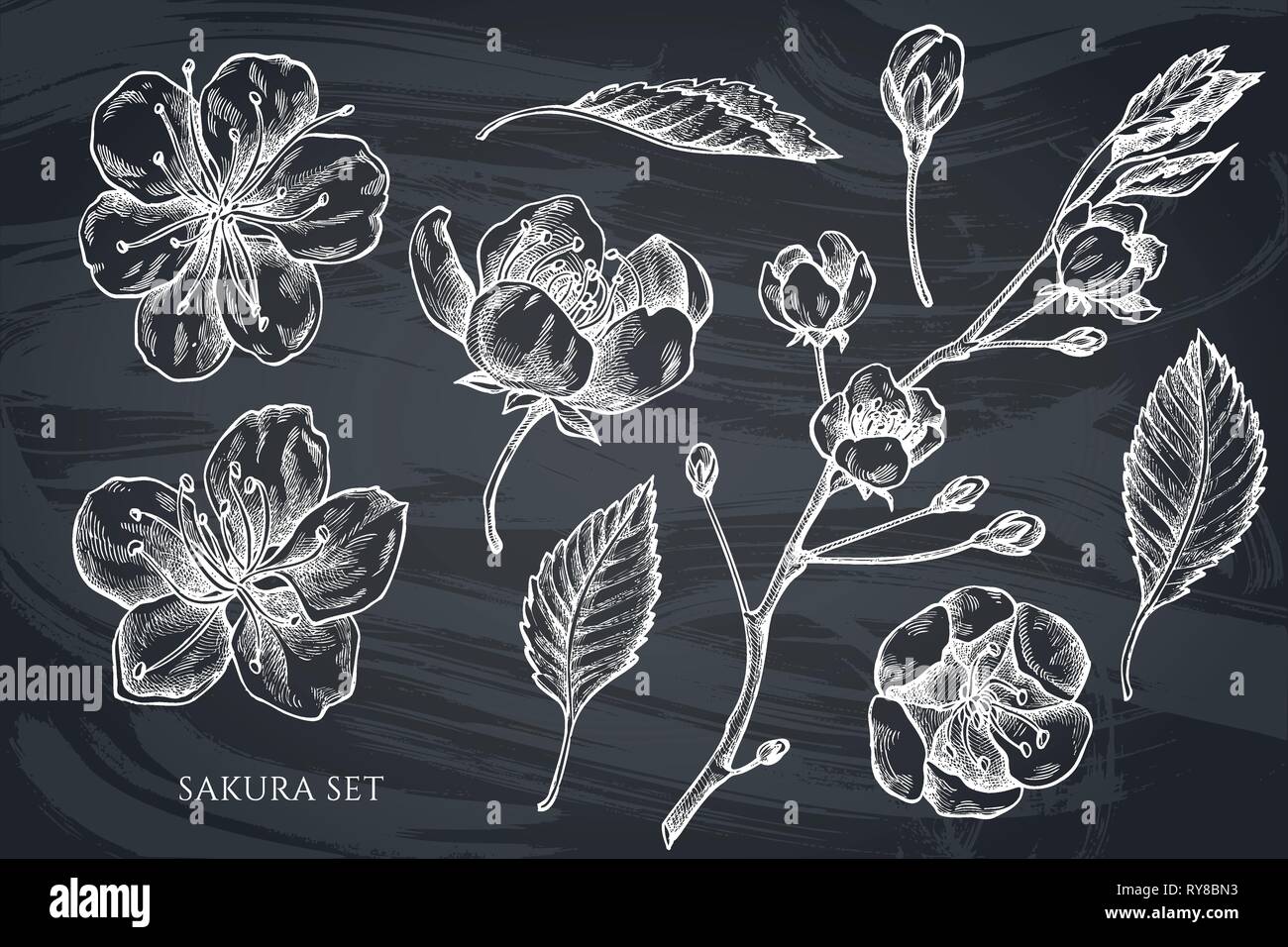 Vector collection of hand drawn chalk sakura Stock Vector Image & Art ...