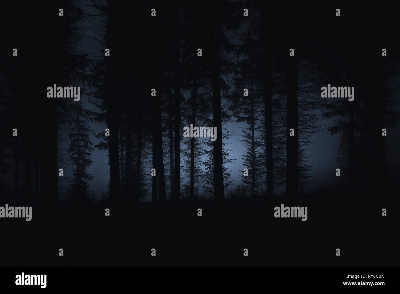 dark scary forest with spooky trees Stock Photo