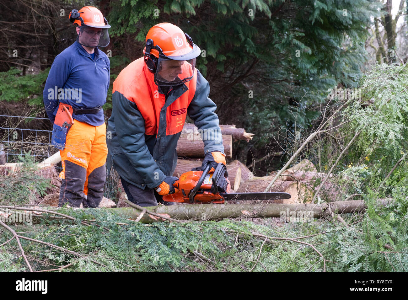 Forestry Skills Education People taking part in a one day training workshop in how to care for and safely use a chainsaw. Wales UK Stock Photo Alamy