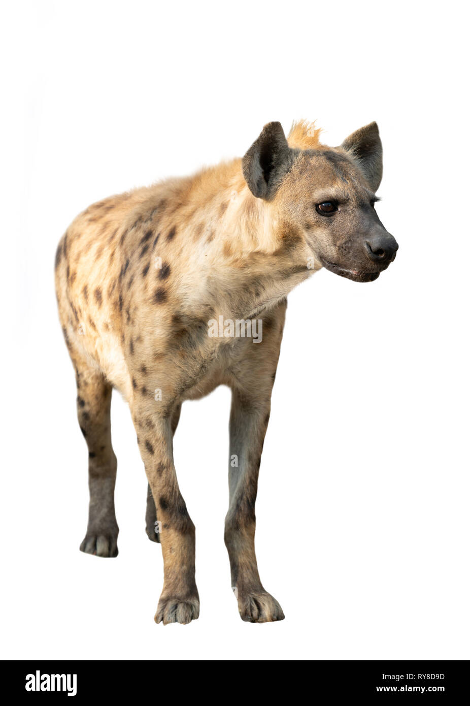 spotted hyena isolated on white background Stock Photo - Alamy