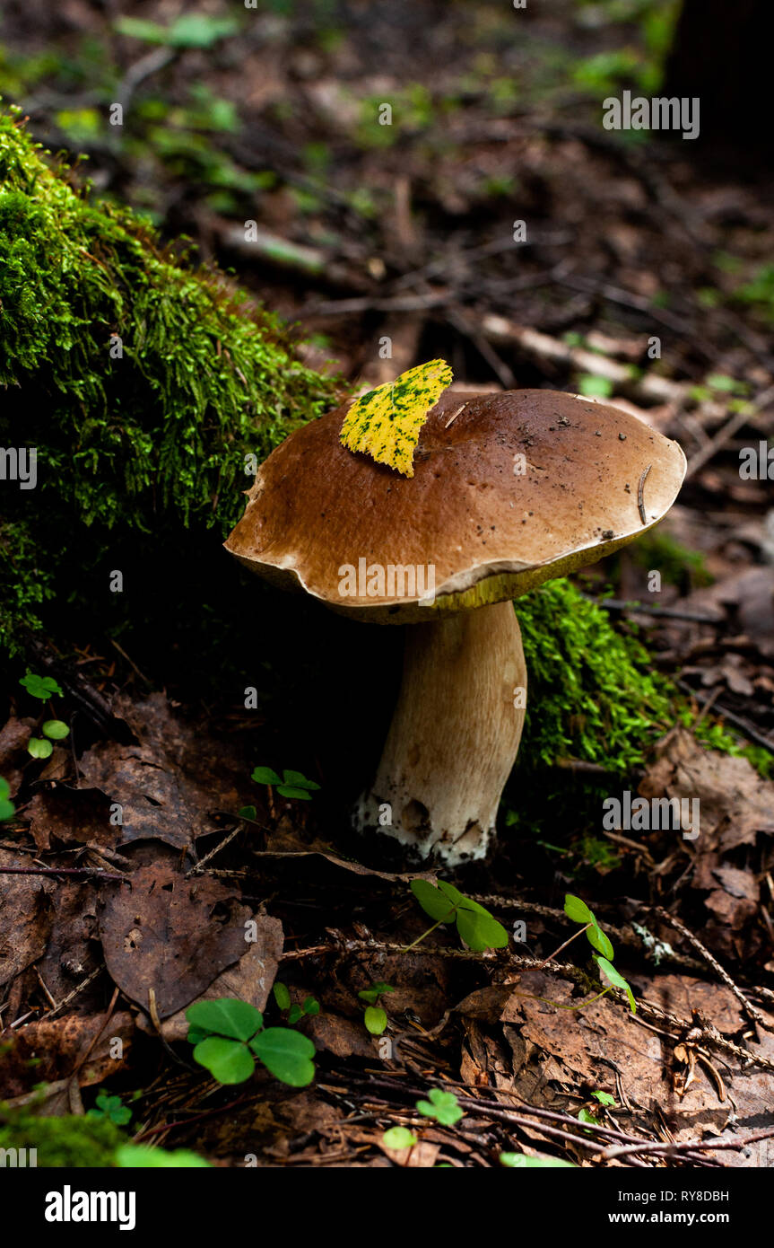large boletus mushroom under tree in thicket of woods Stock Photo