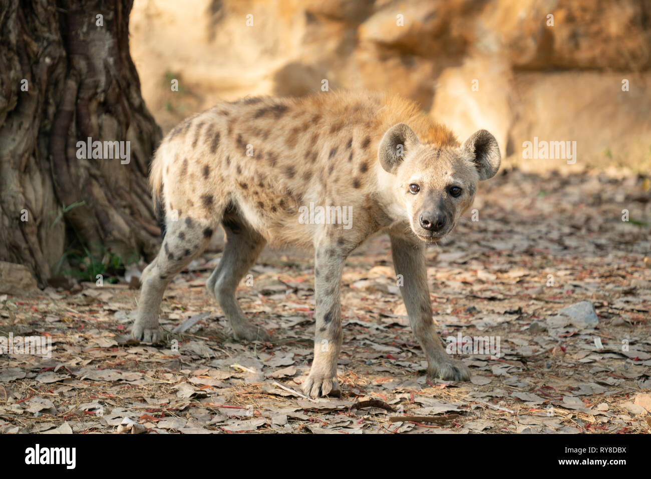 spotted hyena (Crocuta crocuta) in captive environment Stock Photo