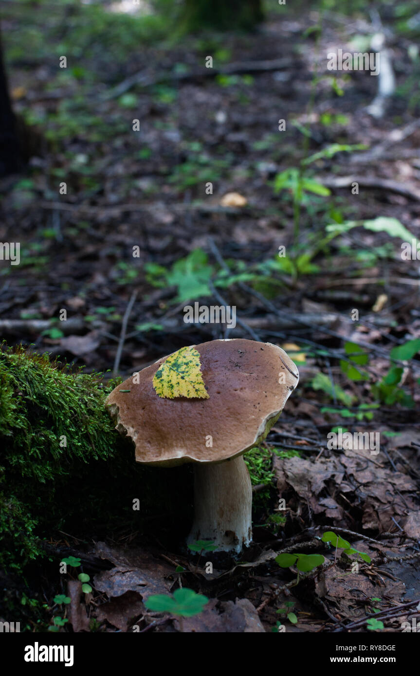 large boletus mushroom under tree in thicket of woods Stock Photo