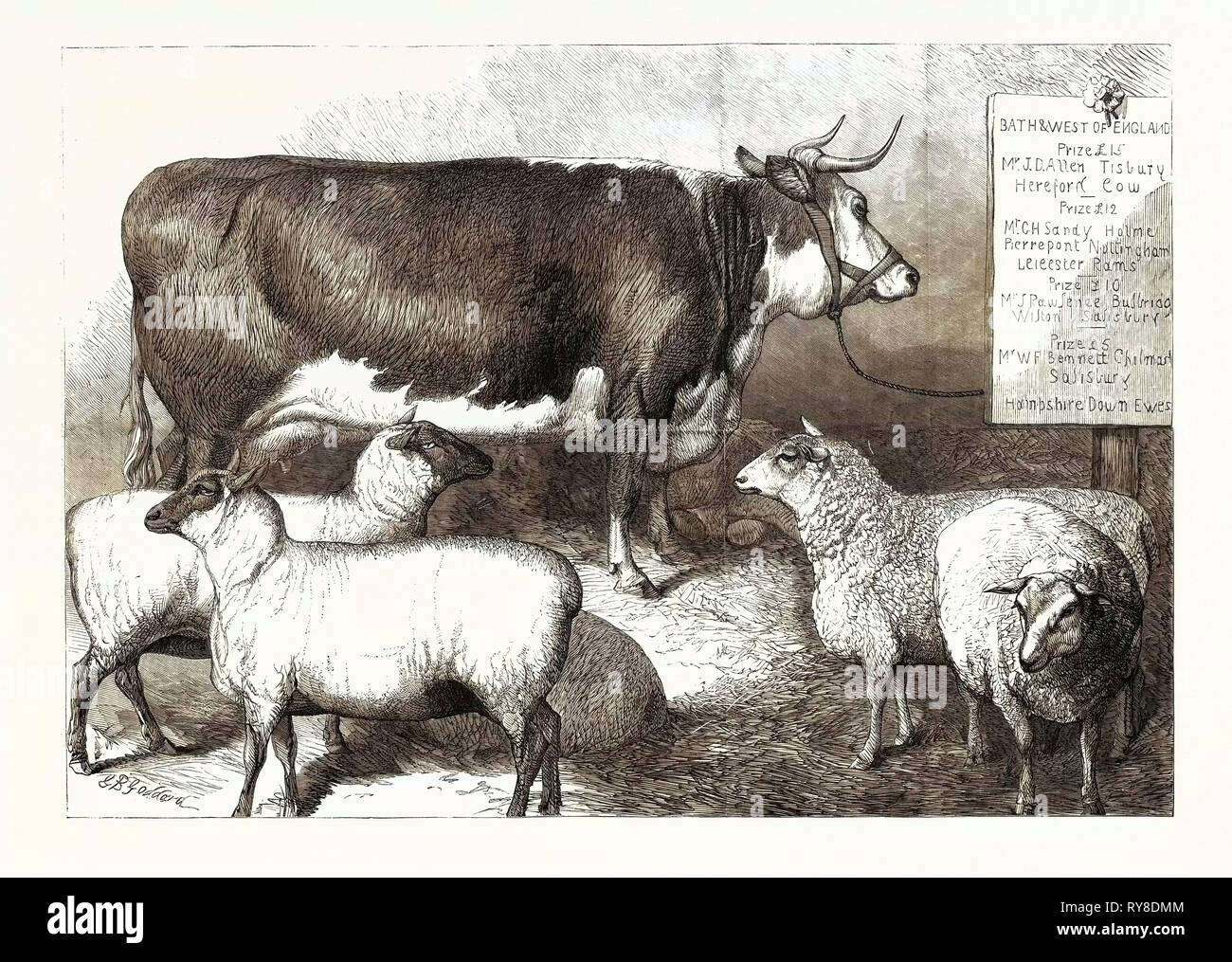 Prize Cow and Sheep at the Bath and West of England Agricultural Show Southampton 1869 Stock Photo