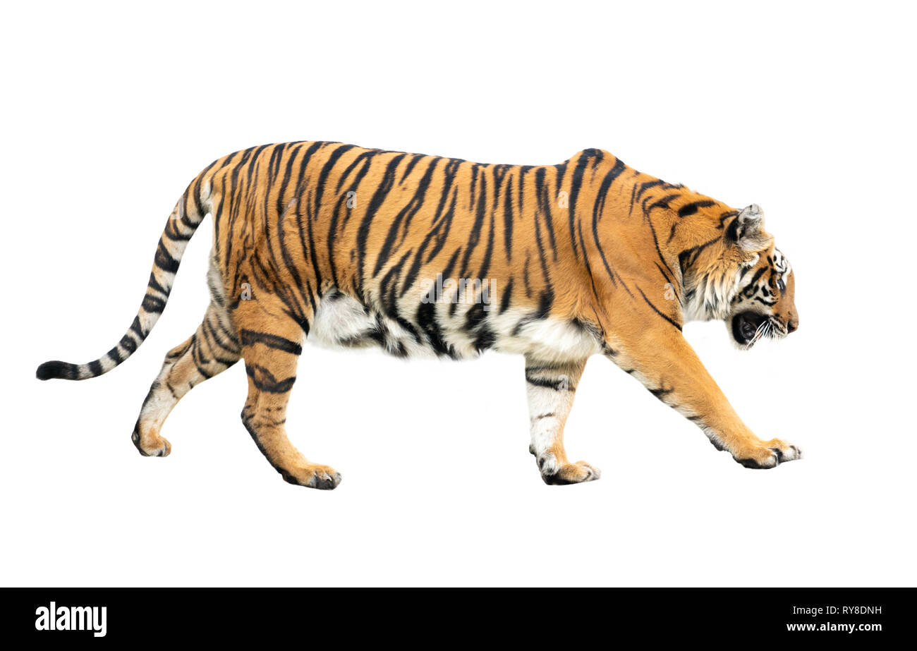bengal tiger isolated on white background Stock Photo - Alamy