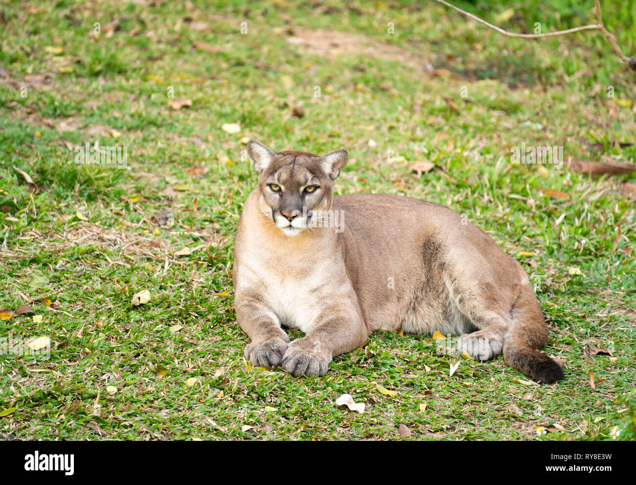 puma or cougar resting on green grass Stock Photo - Alamy