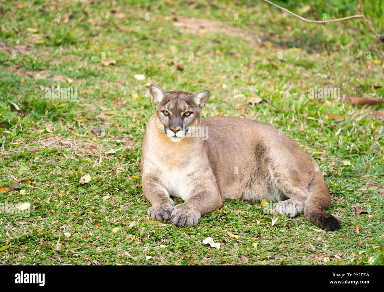 Cougars animal hi-res stock photography and images - Alamy Cougars animal hi-res stock photography and images - Alamy
