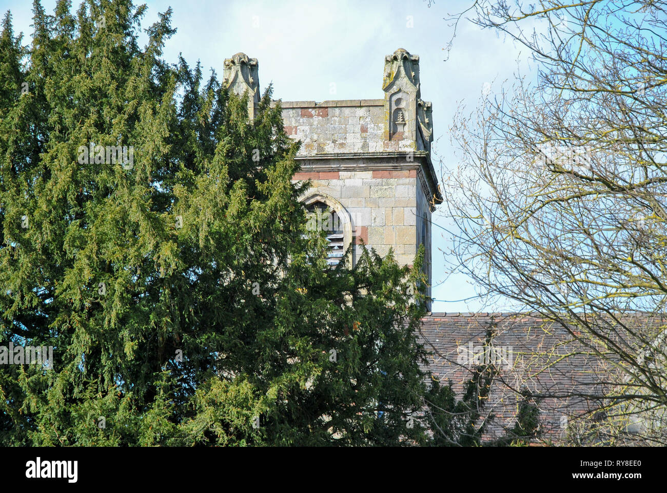 The top of an ancient yew tree with an old English church steeple peeping out from behind it Stock Photo