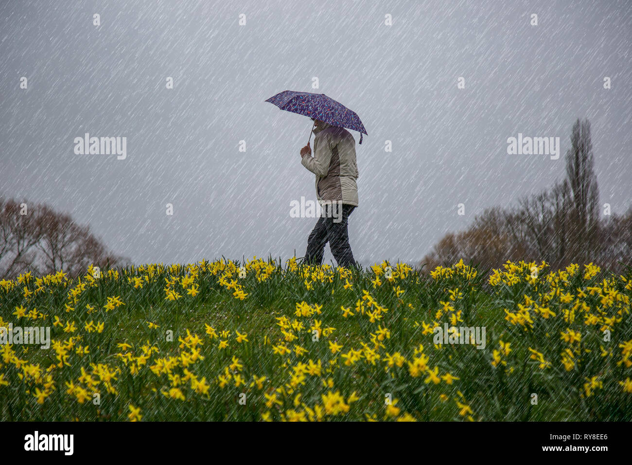 Side view of isolated female, in coat, walking by yellow daffodils on a hillside in a UK countryside park, in pouring rain, holding an umbrella. Stock Photo