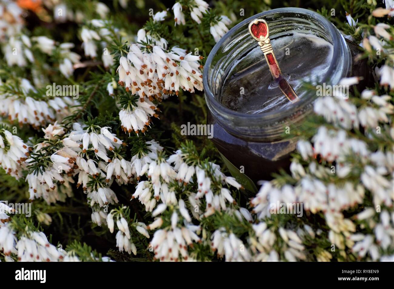 Jar of organic honey, chic teaspoon, nestling in a bed of vibrant white heather. Fresh, wholesome goodness from the garden. Close up.. Stock Photo