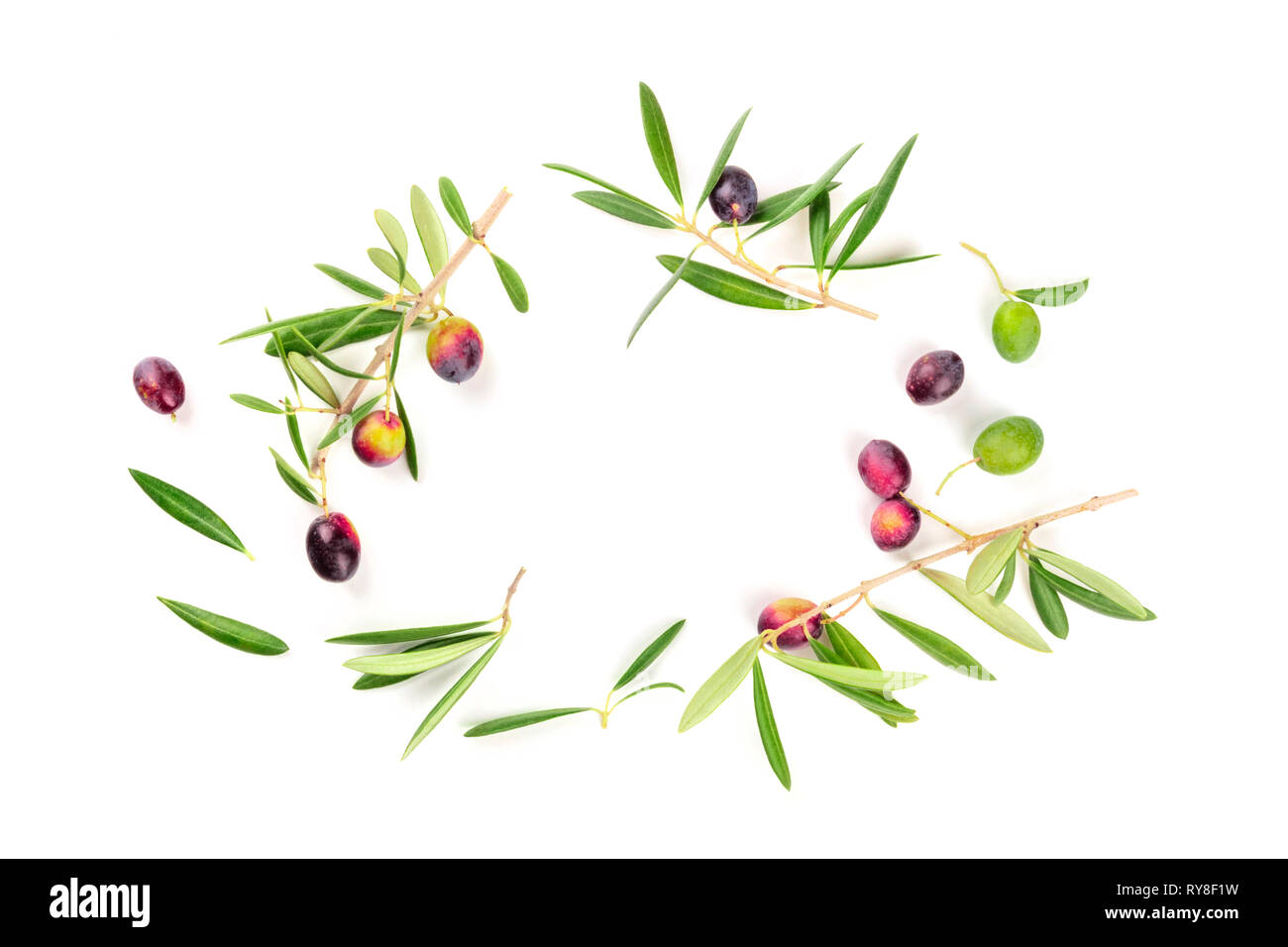 A photo of olive tree branches with berries and green leaves, shot from ...