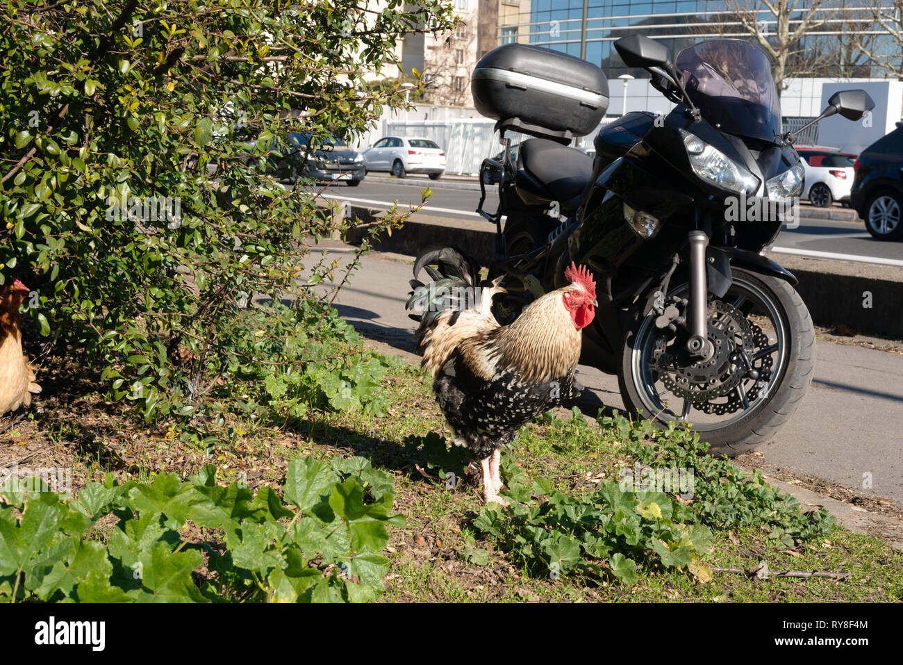 Rooster in front of a motorcycle Stock Photo