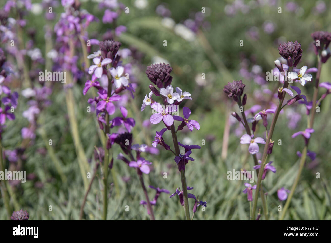 flora of Gran Canaria -  pale lilac Erysimum albescens Stock Photo