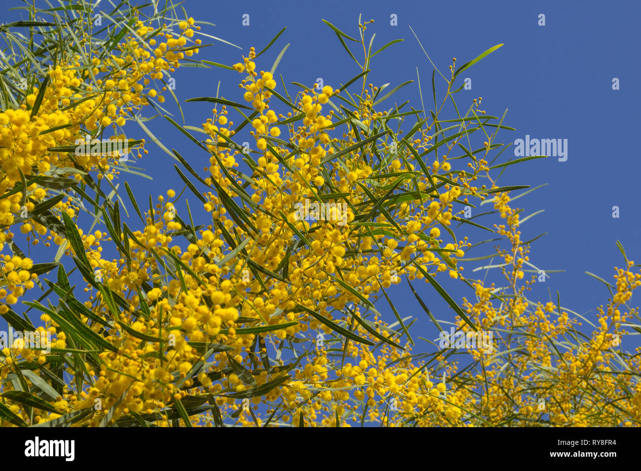 natural macro background with blue-leafed wattle,  Acacia saligna Stock Photo