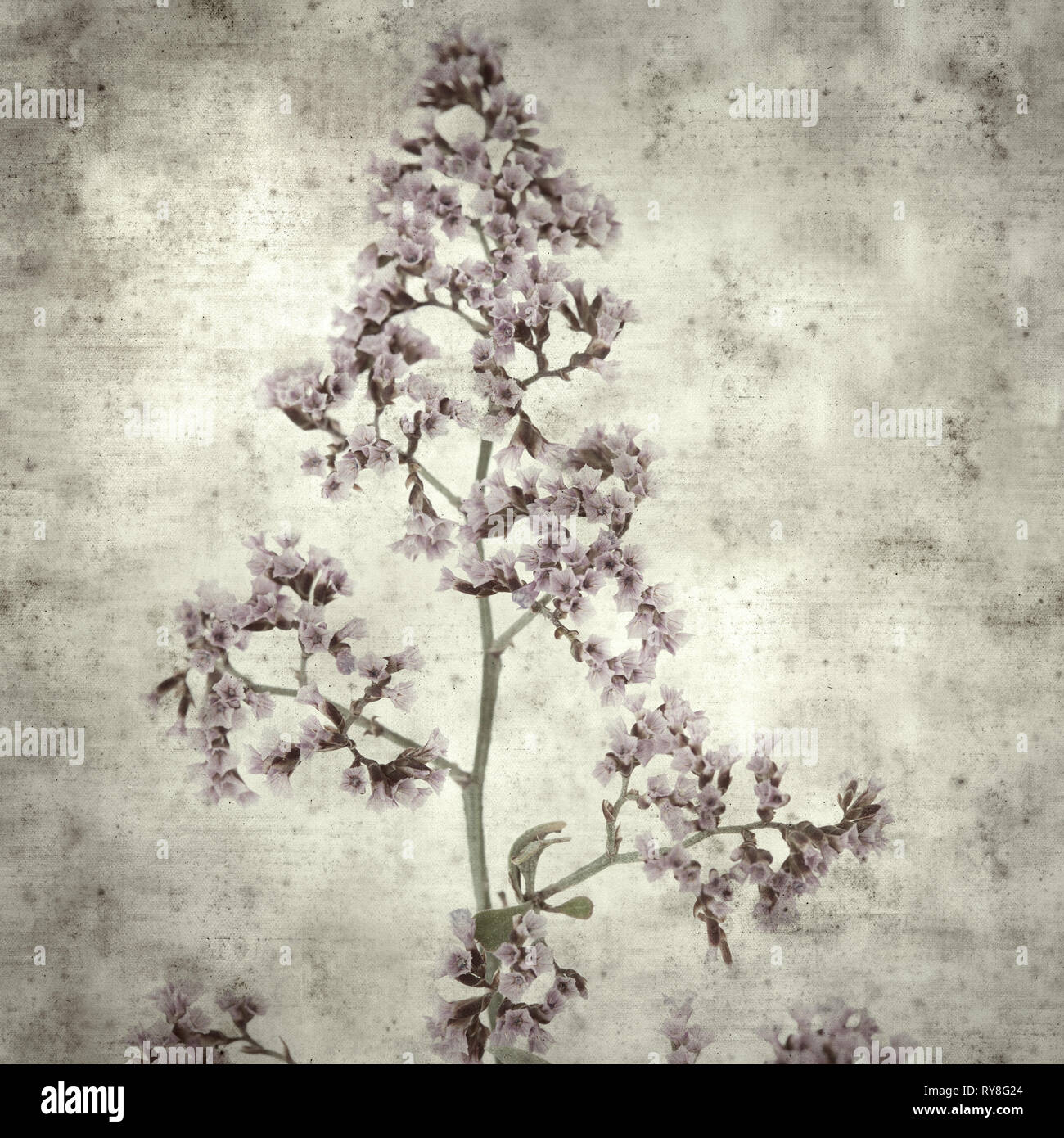 textured stylish old paper background, square, with small pale lilac flowers of Limonium Stock Photo