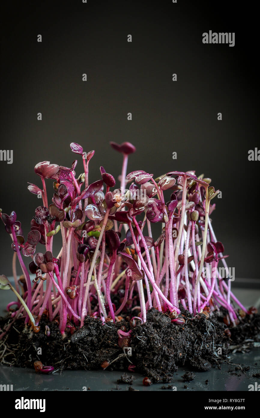 Radish micro greens (sprouts) on a dark background Stock Photo