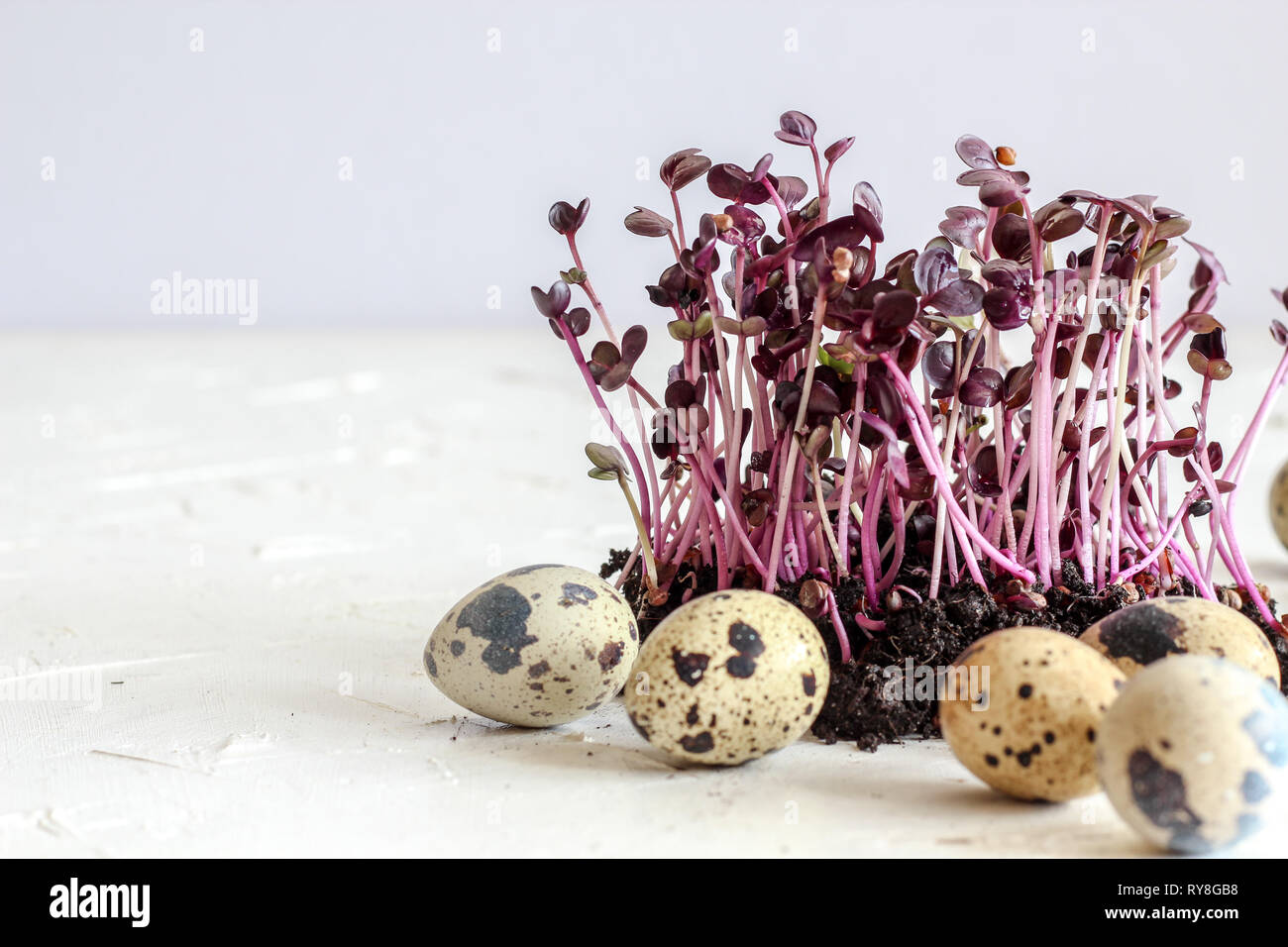 Radish sprouts and quail eggs on a bright background as a symbol of