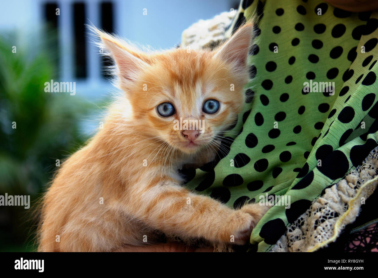 Cute Orange Kitten Held By A Woman It Has Blue Eyes Stock Photo Alamy