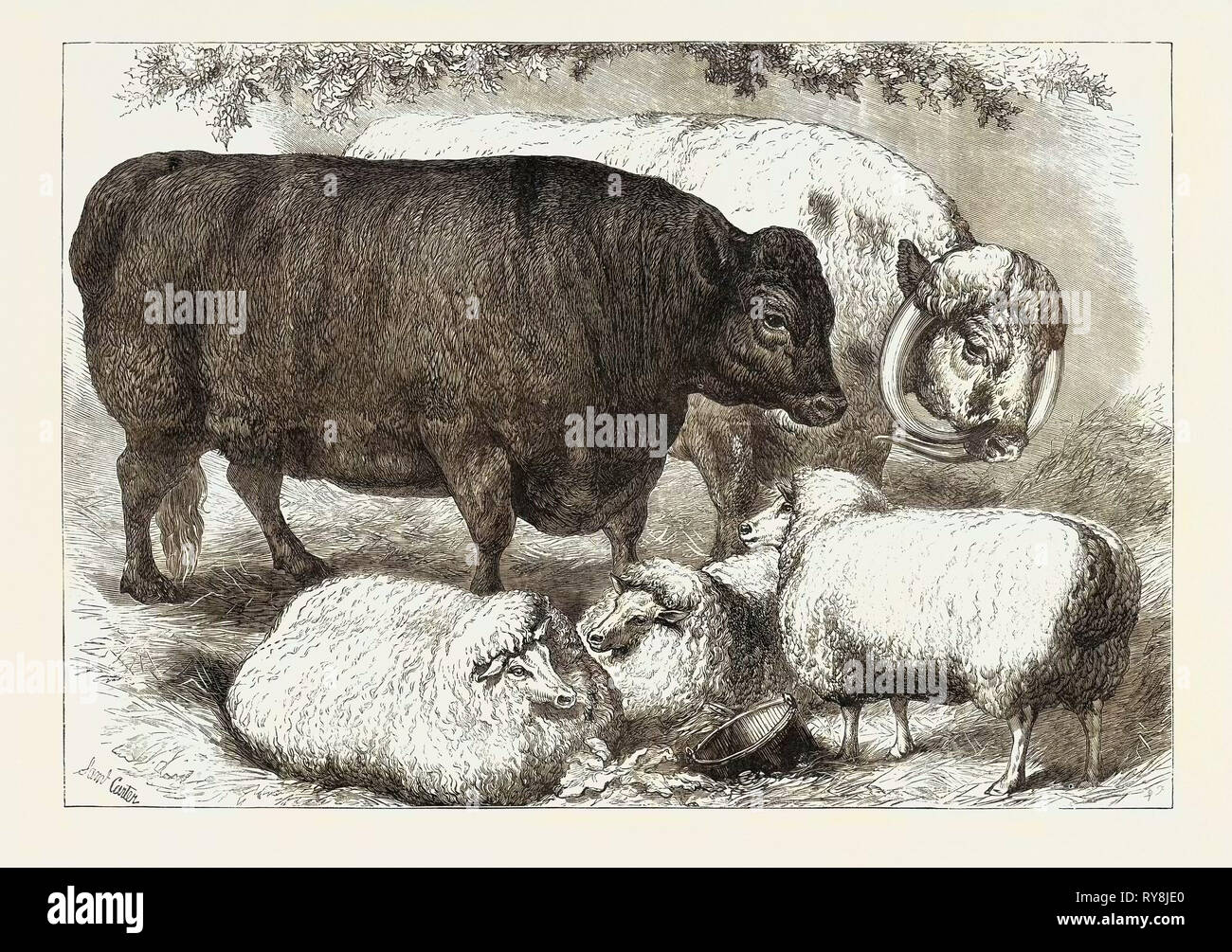 Prize Cattle and Sheep at the Smithfield Club Show 1871 Stock Photo