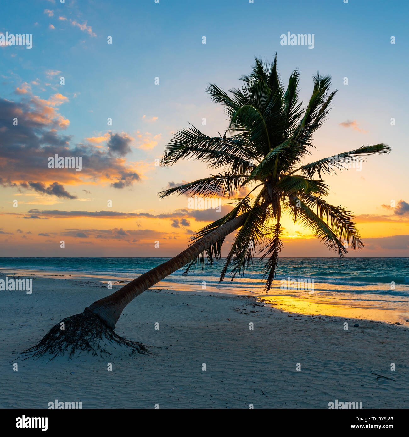 Square photograph of a magnificent palm tree on the beach of Tulum at sunrise, Quintana Roo state, Yucatan Peninsula, Mexico. Stock Photo