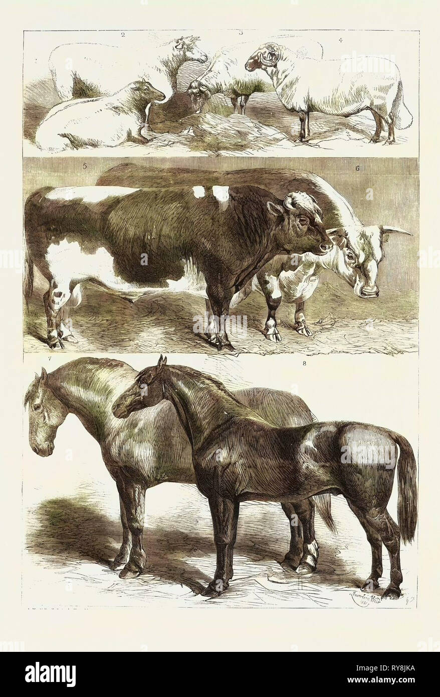 Prize Animals at the Royal Agricultural Society's Show at Leeds July 27 1861 Stock Photo