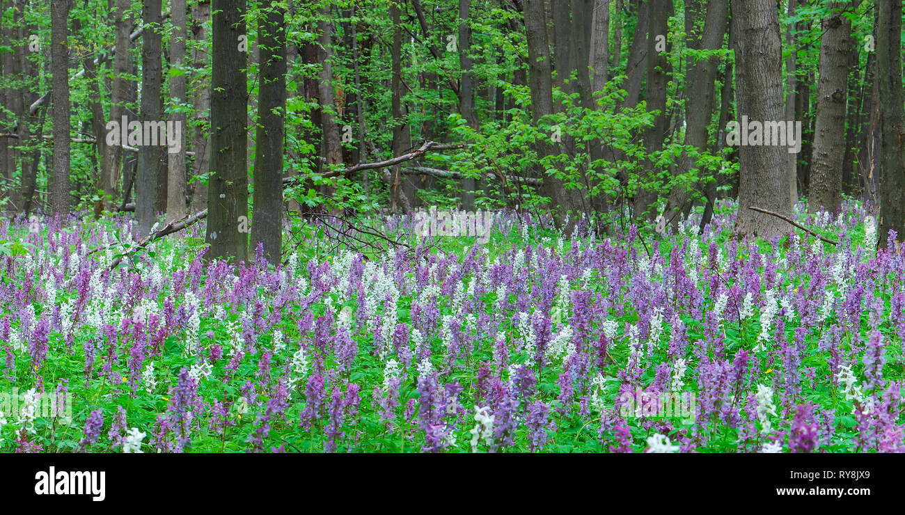 First flowers in the forest. Spring landscape Stock Photo