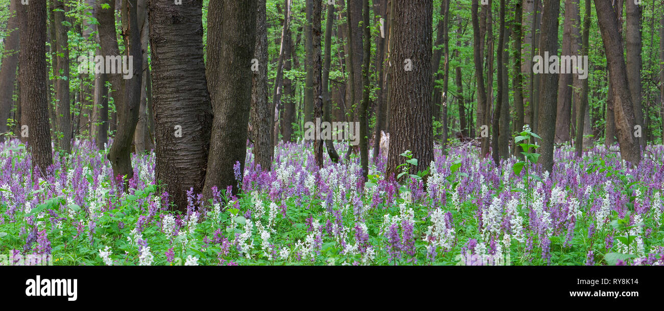 Panorama of the forest with a blooming meadow. Landscape with the first spring flowers Stock Photo