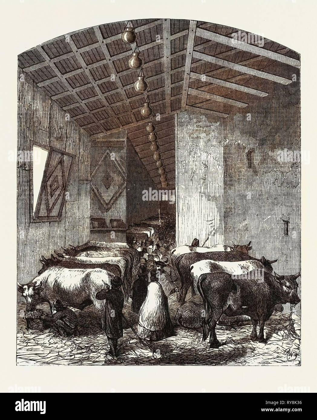 The Cattle Department at the Italian Exposition Florence Stock Photo