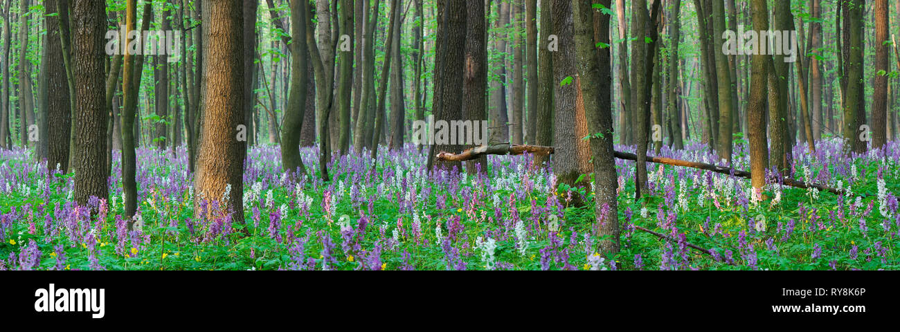 Spring forest. Landscape panorama. The first flowers Stock Photo - Alamy