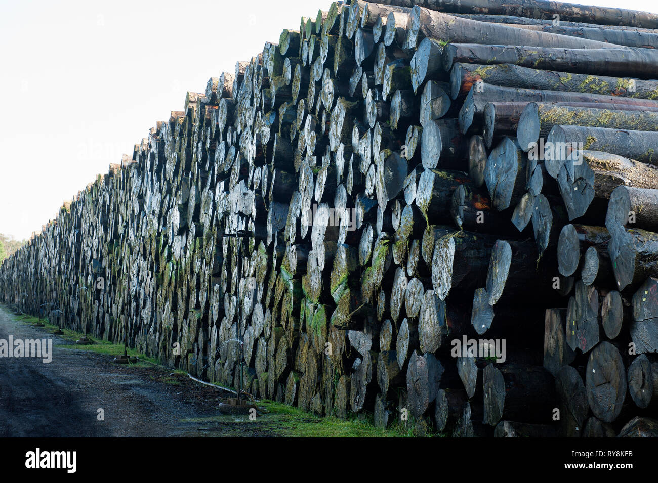 Pile of wet logs Stock Photo