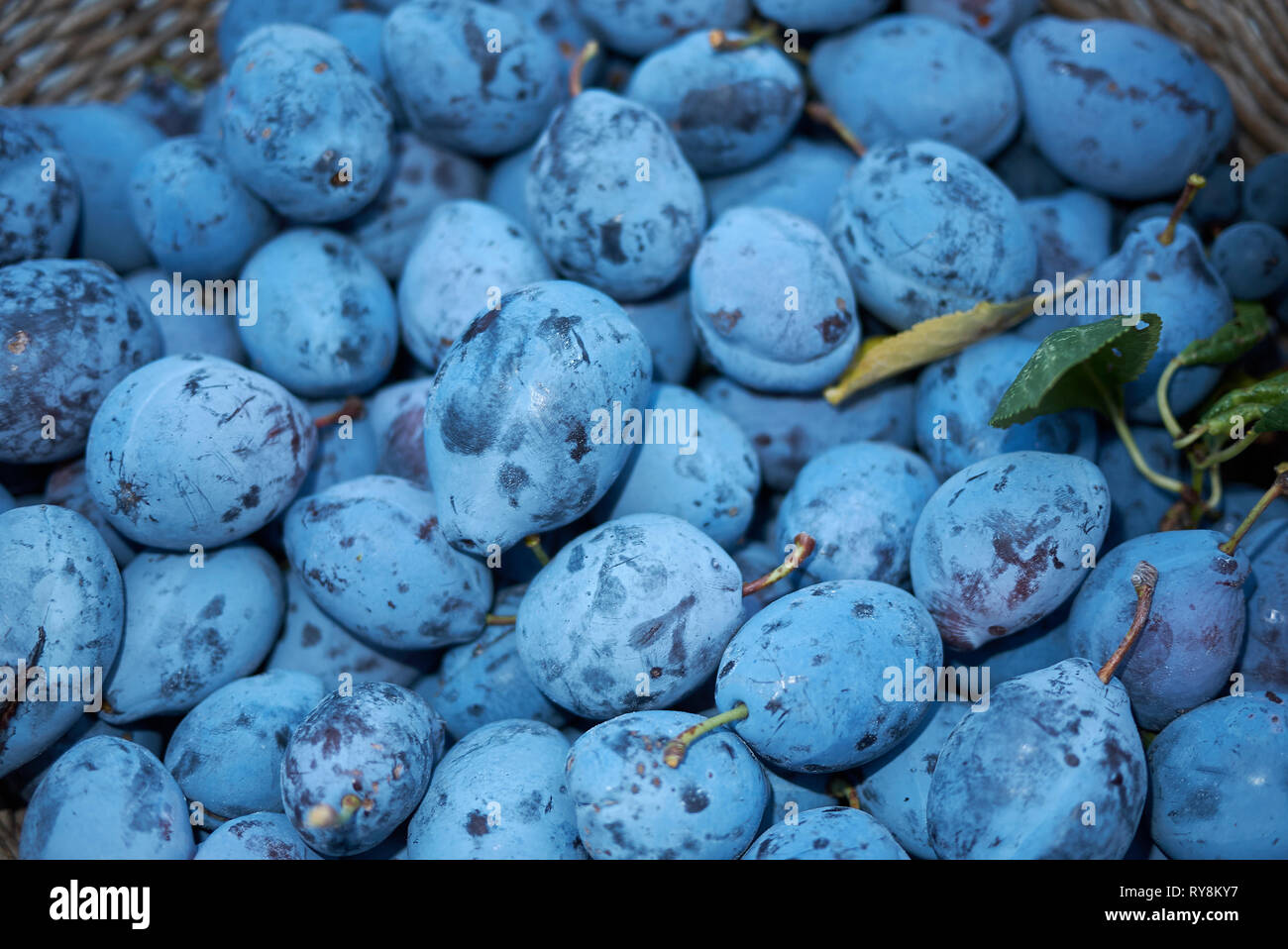 fresh Damson plums Stock Photo Alamy