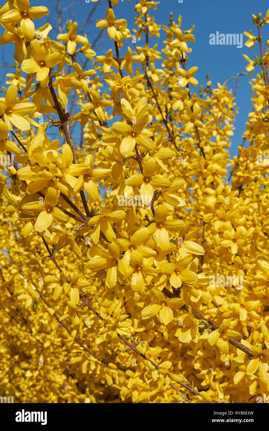 Forsythia yellow flowers Stock Photo