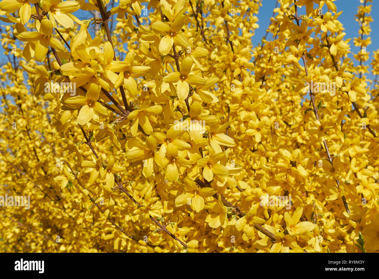 Forsythia yellow flowers Stock Photo