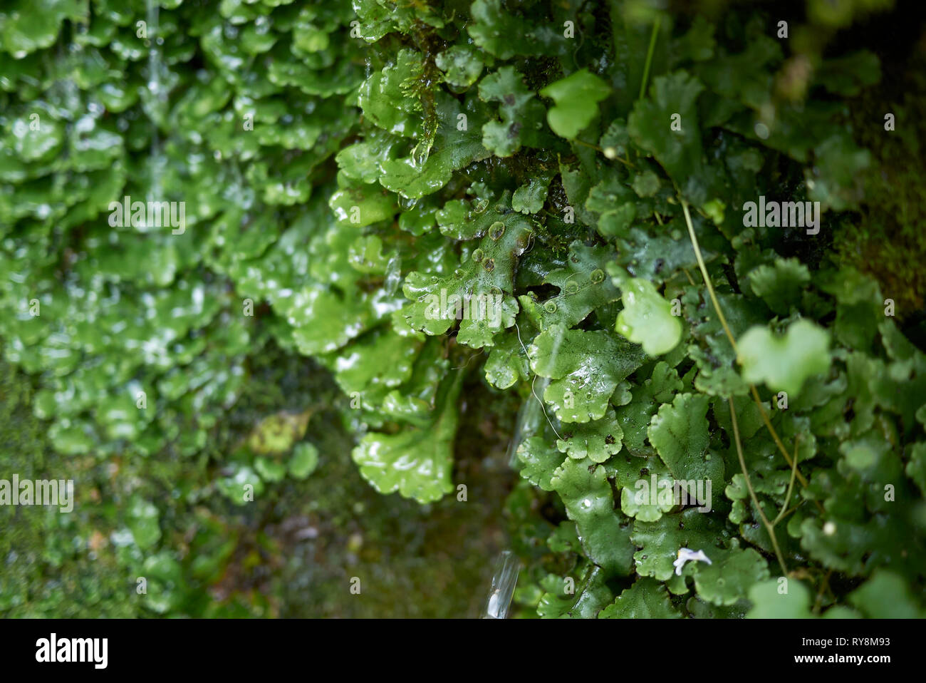 Pellia epiphylla close up Stock Photo