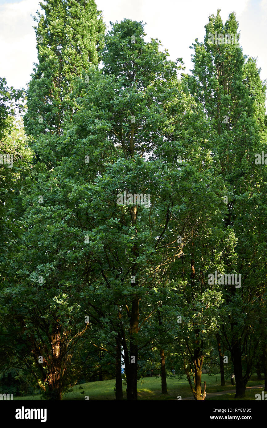 Quercus robur fastigiata close up Stock Photo