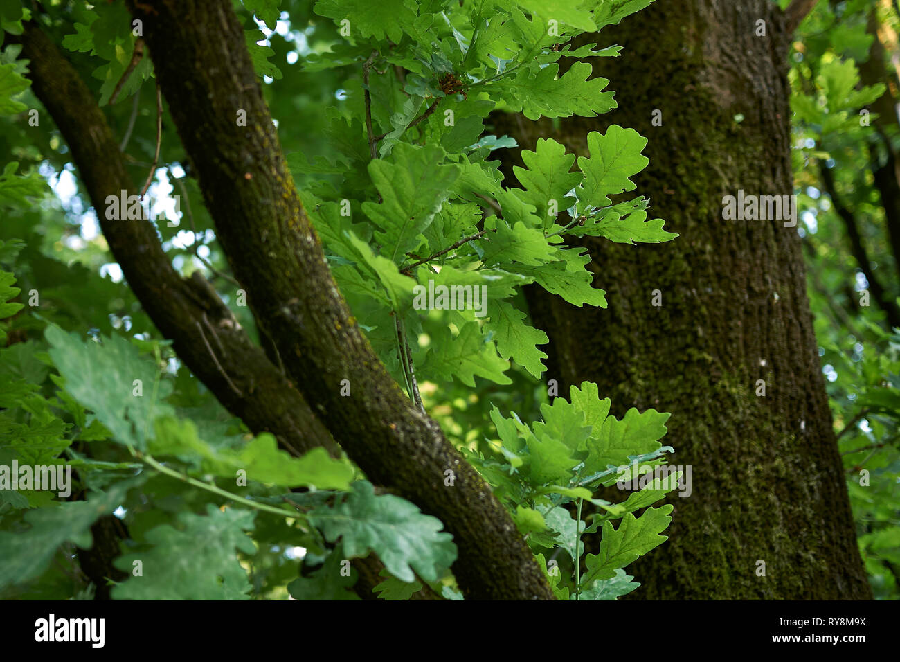 Quercus robur fastigiata close up Stock Photo