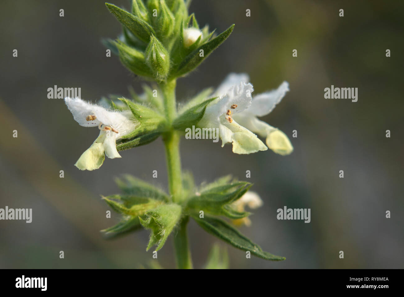 pale yellow flowers of Stachys annua Stock Photo