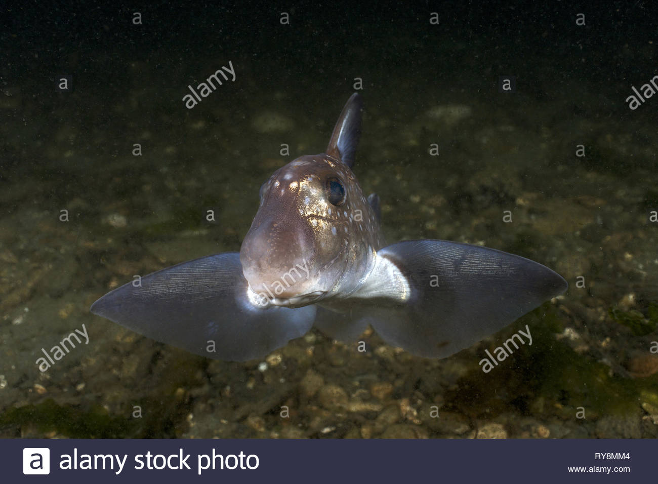 Deep Sea Creatures Stock Photos & Deep Sea Creatures Stock Images - Alamy